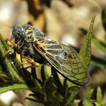 Les Emeraudes Appartement La Croix-Valmer