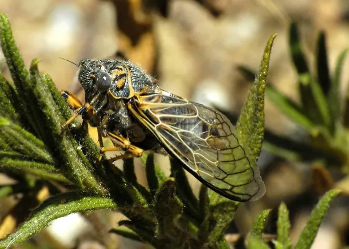 Les Emeraudes 아파트 라크루아발메르